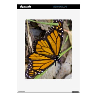 Monarch Butterfly Decals For The Ipad