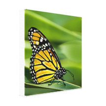 Monarch Butterfly Design Canvas Print