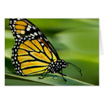 Monarch Butterfly Design Greeting Card