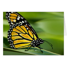 Monarch Butterfly Design Greeting Card