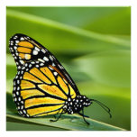 Monarch Butterfly Design Invitations