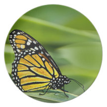 Monarch Butterfly Design Plate