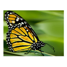 Monarch Butterfly Design Postcard