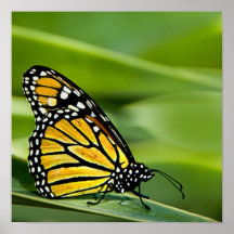Monarch Butterfly Design Poster