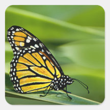 Monarch Butterfly Design Stickers