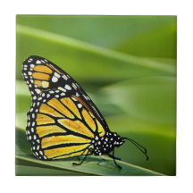 Monarch Butterfly Design Tile