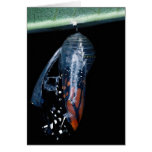 Monarch butterfly emerging greeting cards