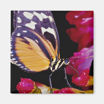 Monarch butterfly  flowers fridge magnets