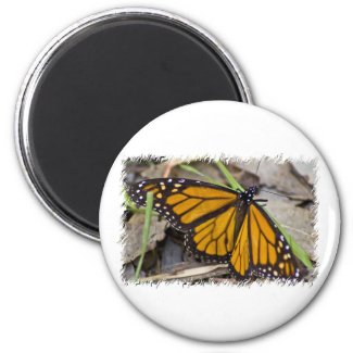 Monarch Butterfly Fridge Magnet