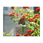 Monarch Butterfly Gallery Wrapped Canvas