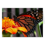 Monarch Butterfly Greeting Card