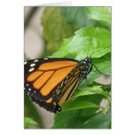 Monarch Butterfly Greeting Card