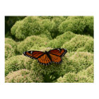 Monarch Butterfly I Print print