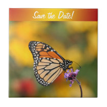 Monarch Butterfly In Search of Pollen tiles