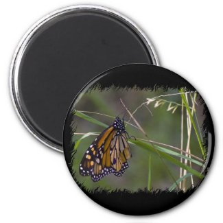 Monarch Butterfly in the Grass Fridge Magnets