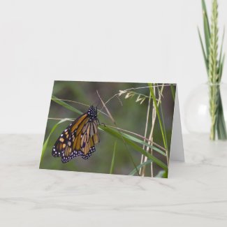 Monarch Butterfly in the Grass Greeting Cards