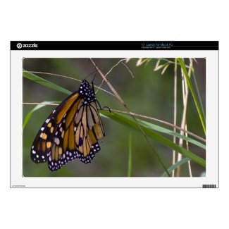 Monarch Butterfly in the Grass Laptop Decal