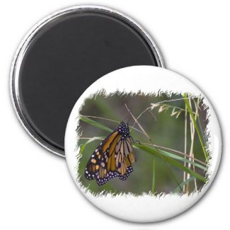 Monarch Butterfly in the Grass Magnets