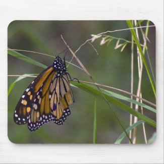 Monarch Butterfly in the Grass Mouse Pads
