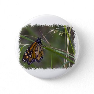 Monarch Butterfly in the Grass Pinback Button