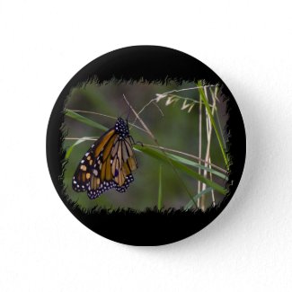 Monarch Butterfly in the Grass Pins