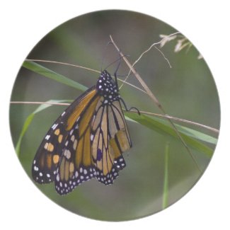 Monarch Butterfly in the Grass Plate