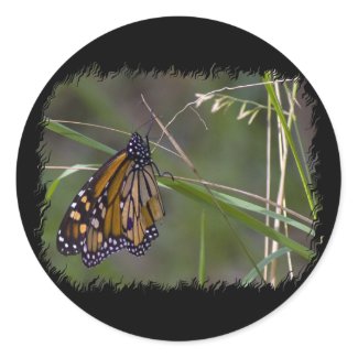 Monarch Butterfly in the Grass Round Stickers