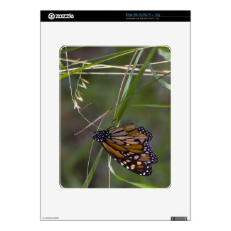 Monarch Butterfly in the Grass Skin For The Ipad