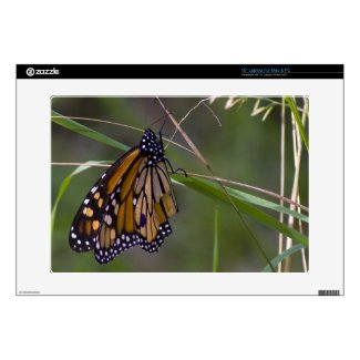 Monarch Butterfly in the Grass Skins For Laptops