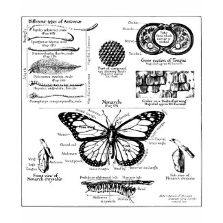Monarch Butterfly Information shirt