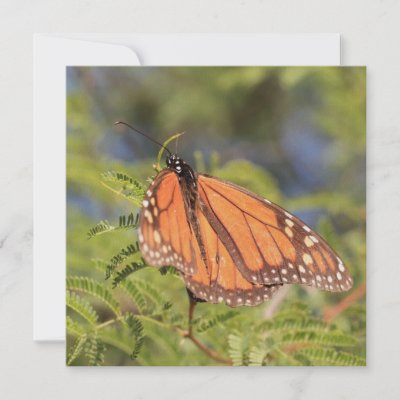 butterfly backgrounds for invitations. Fully customizable invitation card with a photo of a monarch butterfly for 