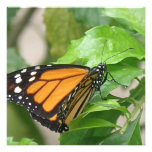 Monarch Butterfly Invitation