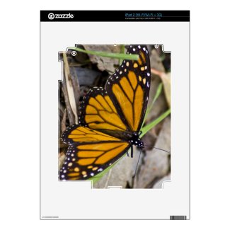 Monarch Butterfly Ipad 2 Skins