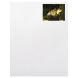 Monarch Butterfly Letterhead Design