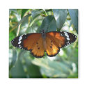 Monarch Butterfly magnets