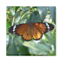 Monarch Butterfly magnets