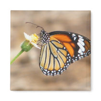 Monarch Butterfly magnets