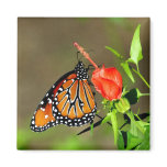 Monarch Butterfly Magnet