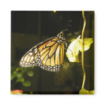 Monarch Butterfly Fridge Magnets