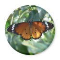 Monarch Butterfly magnets