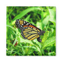 Monarch Butterfly Manget magnets by thehatch Monarch Butterfly Manget magnets