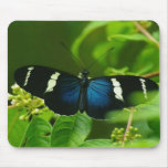 Monarch Butterfly mousepads