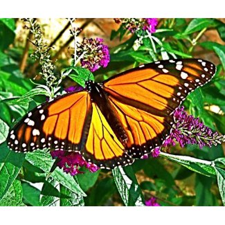 Monarch Butterfly Mouse Pad mousepad