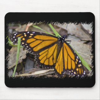 Monarch Butterfly Mouse Pads