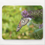 Monarch Butterfly Mousepad