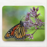 Monarch Butterfly Mousepad - Against Green