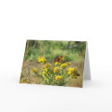 Monarch Butterfly Note Cards