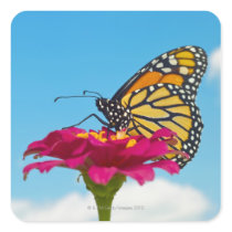 Monarch Butterfly on a Flower Stickers