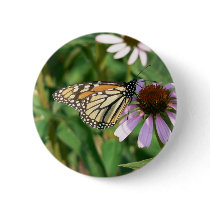Monarch Butterfly on a Purple Cone Flower Buttons