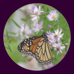 Monarch Butterfly on Asters stickers